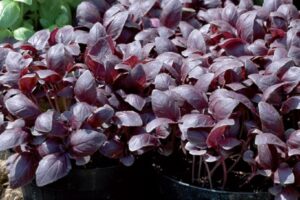 aromatiche sul terrazzo - Basilico viola