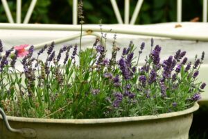aromatiche sul terrazzo - Lavanda
