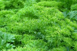 aromatiche sul terrazzo - Prezzemolo riccio