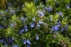 aromatiche sul terrazzo - Rosmarino
