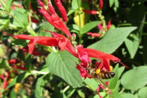 aromatiche sul terrazzo - Salvia ananas