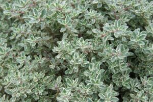 aromatiche sul terrazzo - Timo