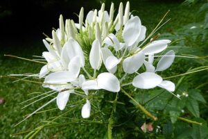 coltivare la Cleome