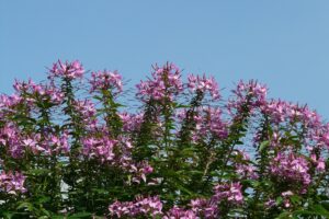 coltivare la Cleome
