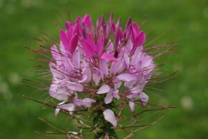 coltivare la Cleome