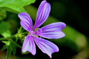 coltivare la Malva