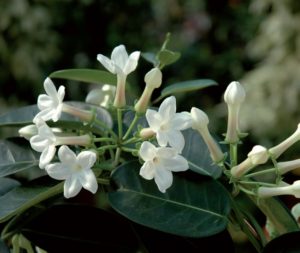 coltivare lo Stephanotis