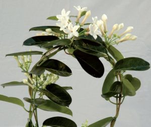 coltivare lo Stephanotis