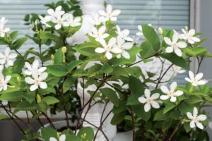 coltivare lo Stephanotis