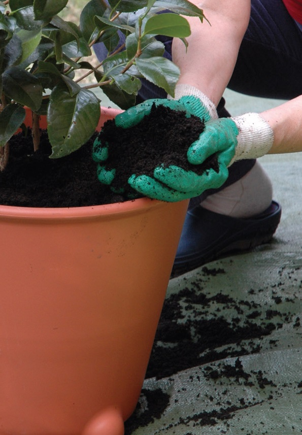 Rinvaso corretto piante d'appartamento grandi a inizio primavera