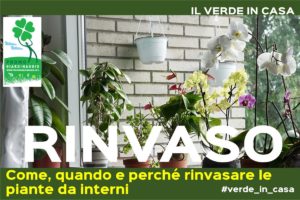 rinvasare le piante da interni