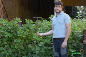 Piante per la siepe
