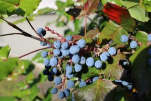 giardino in montagna - Berberis