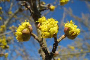 Piante per un giardino in montagna - Cornus mas