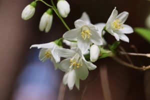 giardino in montagna - Deutzia