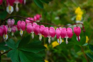 giardino in montagna - Dicentra Spectabilis