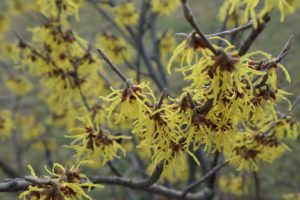 Piante per un giardino in montagna - Hamamelis