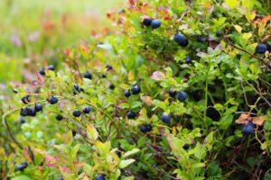 Piante per un giardino in montagna - Mirtilli
