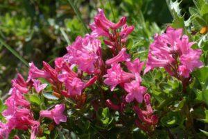 Piante per un giardino in montagna - Rhododendron hirsutum