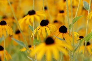 giardino in montagna - Rudbeckia