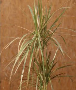 coltivare la Dracena
