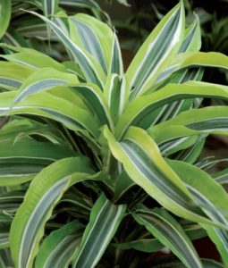 coltivare la Dracena