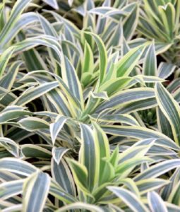 coltivare la Dracena