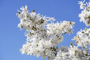coltivare la Magnolia stellata