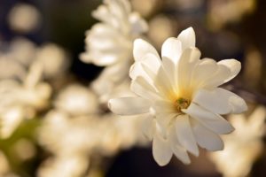 coltivare la Magnolia stellata