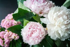 coltivare le Peonie