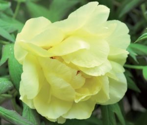 coltivare le Peonie - Peonia arbustiva
