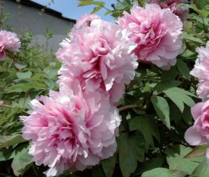 coltivare le Peonie - Peonia erbacea