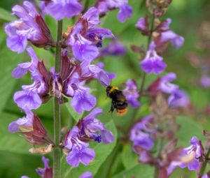 coltivarela Salvia