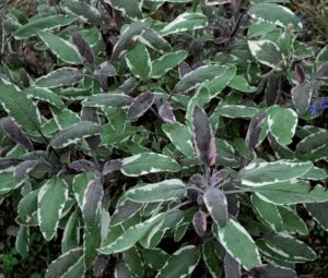 coltivarela Salvia
