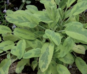 coltivarela Salvia