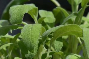 coltivarela Salvia