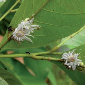 eliminare le Cocciniglie