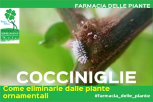 eliminare le Cocciniglie