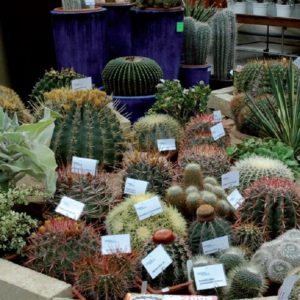 scegliere le piante grasse