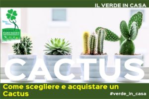 scegliere le piante grasse