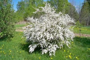 Coltivare la Spirea