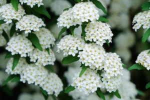 Coltivare la Spirea