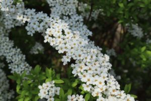 Coltivare la Spirea