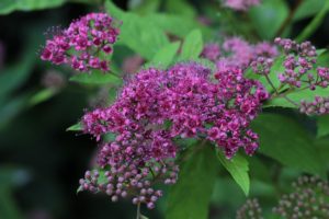 Coltivare la Spirea - Spirea bumalda