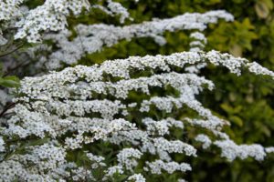 Coltivare la Spirea - Spirea thunbergii