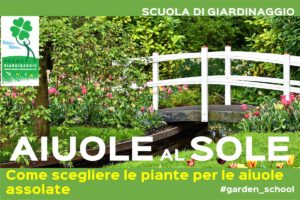 Piante che amano il sole