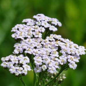 Piante che amano il sole - Achillea