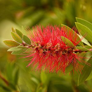 Piante che amano il sole - Callistemon