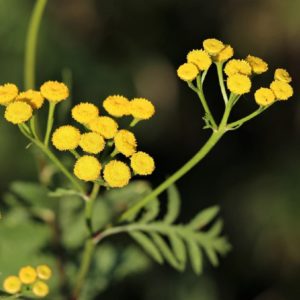 Piante che amano il sole - Elicriso
