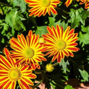 Piante che amano il sole - Gazania